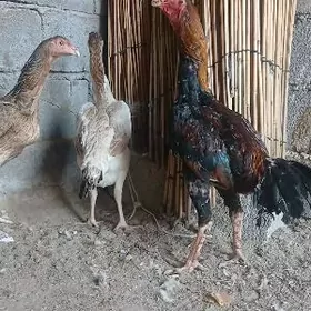 TAṢGENIT MAKI HORAZ