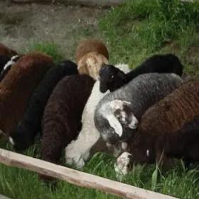 Guzylar arassa gisar