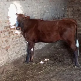 аргинал бурлат унажын