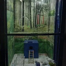 Popugay we guş ketek