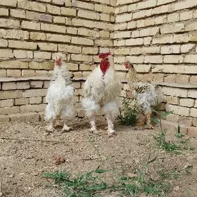 Gigant Troýka Kirpi Towuk