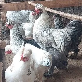 Bolgar brama yumurtga