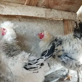 Gigant Troýka Kirpi Towuk