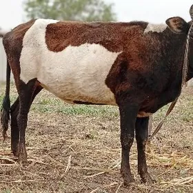 Баклык унажынлар