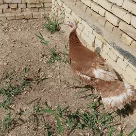 induk mäki owwan Paroda