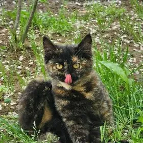 Булочка в добрые руки