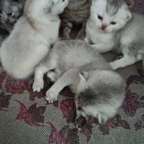 Bron baslady/ элитный котята