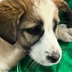 Кутята-звоночки мелкой породы