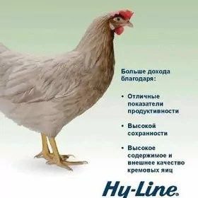 Хай-Лайн Соня (Hy-Line Sonia)