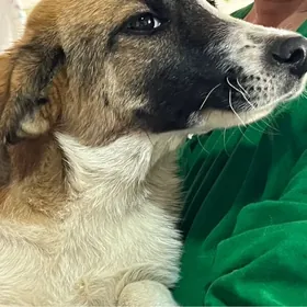 Собака мелкой породы