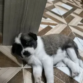 щенки мальчики