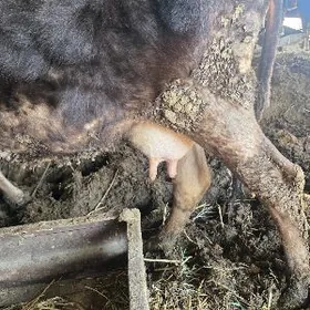 Arassa swes goleli sygyr