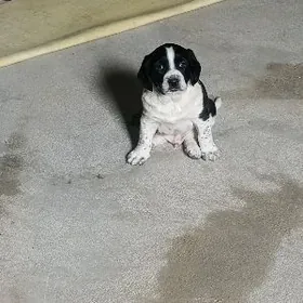 в добрые руки