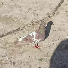 гызыл кепдери