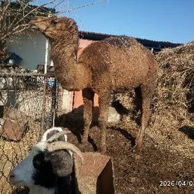 Iki ýaşar.  (Ogşuk)