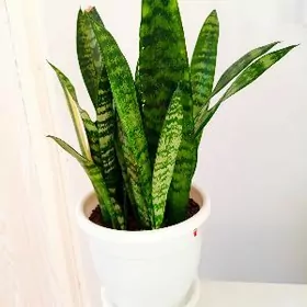 Сансевиерия детки