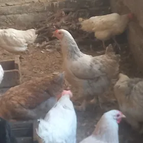 товук  валгар