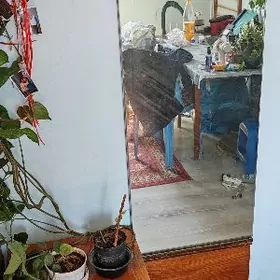 Тримо зеркало