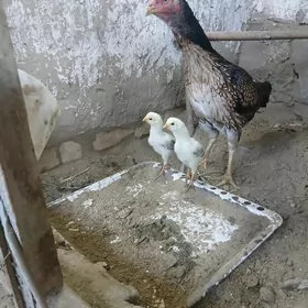 Байсы Товук