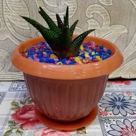 Хавортии 2 вида