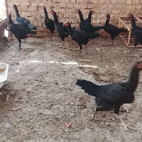 baes tohumy satlyk arasa