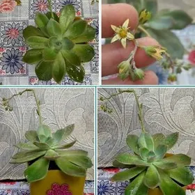 Эхеверии (Каменные Розы)