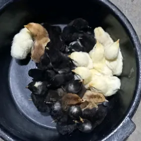 Gigant jüjeler beýik bolýany