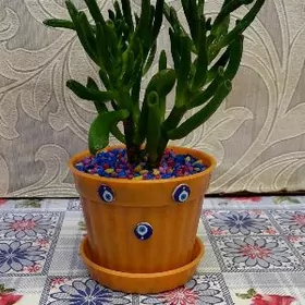 Суккуленты, Денежные Деревья