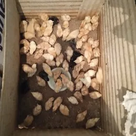 juyje cykaryp beryan yumurtga