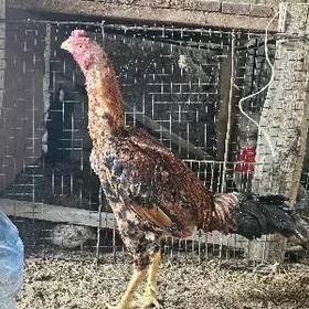 Tashkent bayets horoz