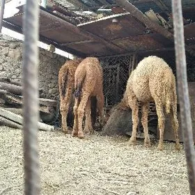 ogsuk. semiz agramy. yetik 3