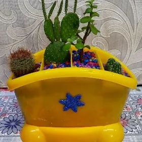 Кактусы разные