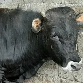 2 ÖKIZ TOHUM MALLAR