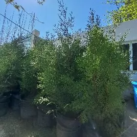 Туя пирамида