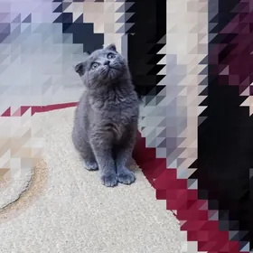 Шотландская вислоушка