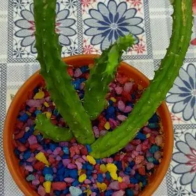 Кактусы разные