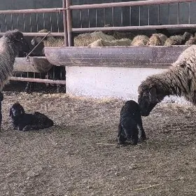 ekiz guzuly goýunlar