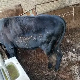 golyşteýn gatyş öküz