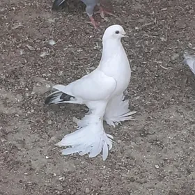 kepderi голуби