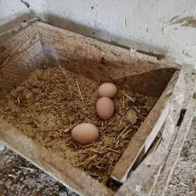 brama towuk yymrtgasy