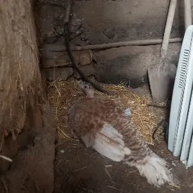 курк авган индук