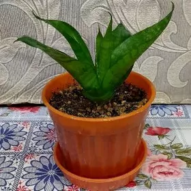 Сансевиерия Ханни