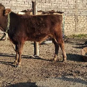 TOHIM OKÜZ ARASSA ŞWES