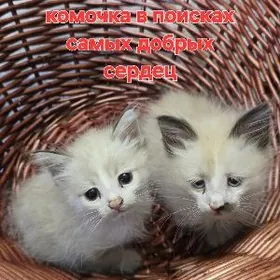 отдадим в добрые руки