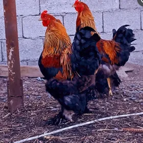 брам.  хорах.