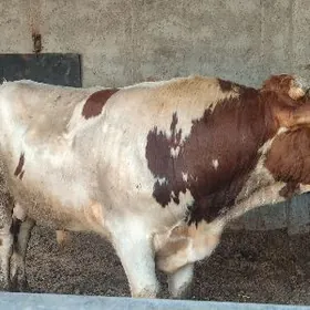 Семментал Окуз