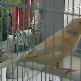 певчие канарейки