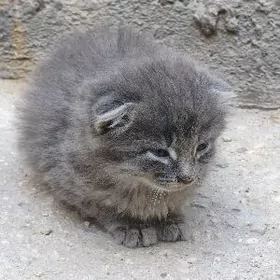 Şotlanskiy pişik yatyk gulak