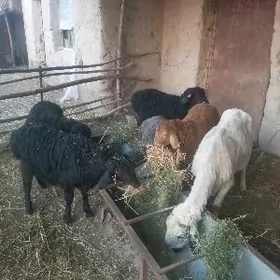 Гоюн гузулы гоюн