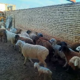 гузылы гойун